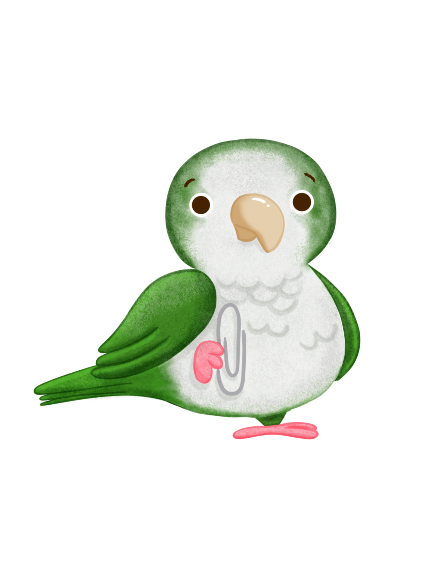 Oliver the Qauker parrot- Diecut Sticker